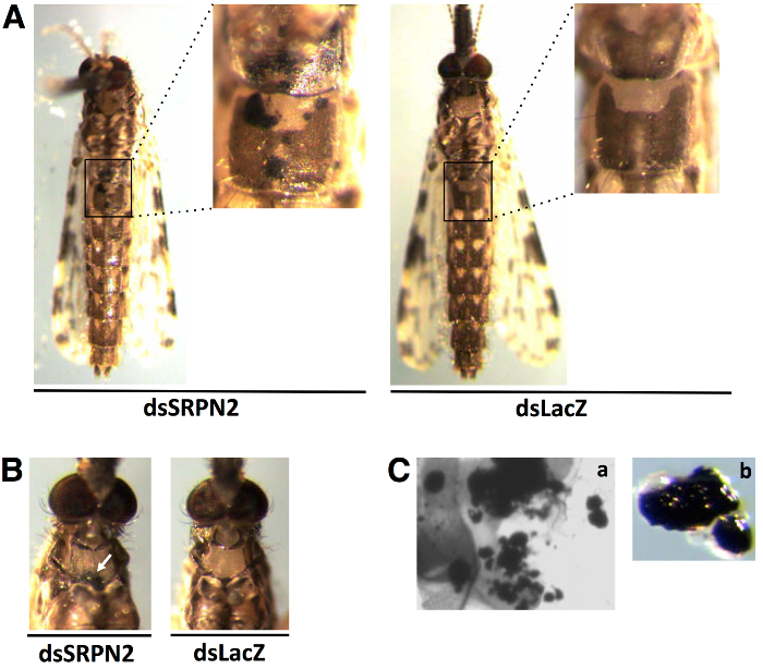Insect dsRNA treatment analysis, microscope images; dsSRPN2 vs dsLacZ results, segments close-up.