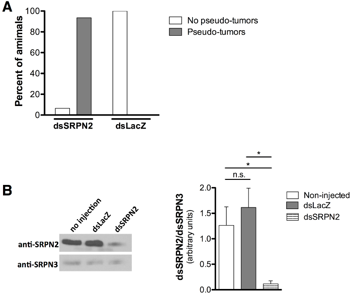 dsSRPN2 vs. dsLacZ tumor formation; graph and Western blot analysis; anti-SRPN2/3 comparison.