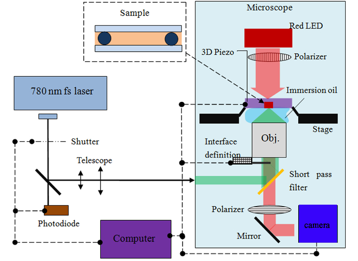 figure-results-1 Microscopy setup diagram with 780 nm fs laser, photodiode, polarizer; optical excitation process.