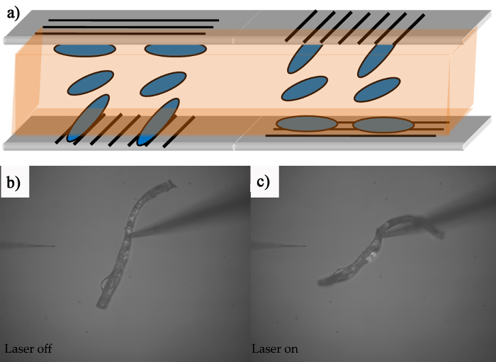 figure-results-7 Polarization-induced alignment in liquid crystal cell; microscopic images: laser off/on, bending response.