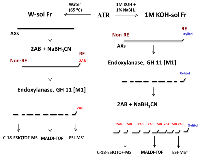 figure-results-1 Endoxylanase reaction diagram, 2AB labeling, MS analysis; enzymatic hydrolysis process flow.
