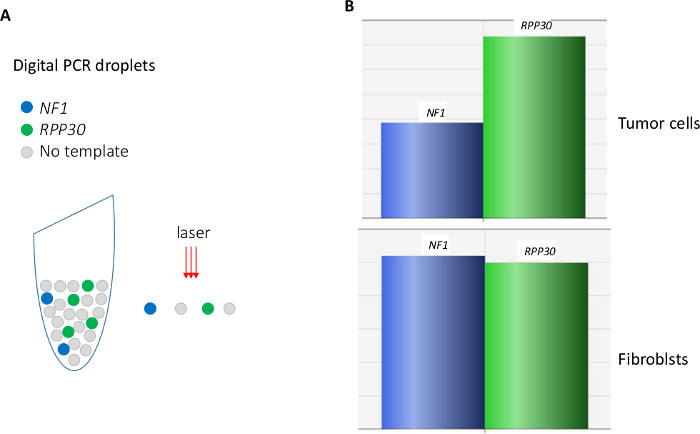 figure-results-1 Digital PCR setup with fluorescence detection and comparison bar charts for NF1, RPP30 in cells.