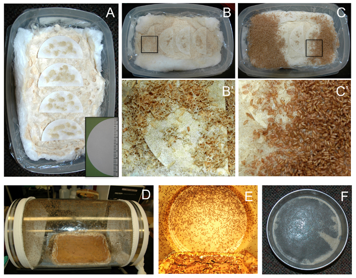figure-results-1 Fungal cultivation experiment with petri dishes and growth chambers showing mycelial growth stages.