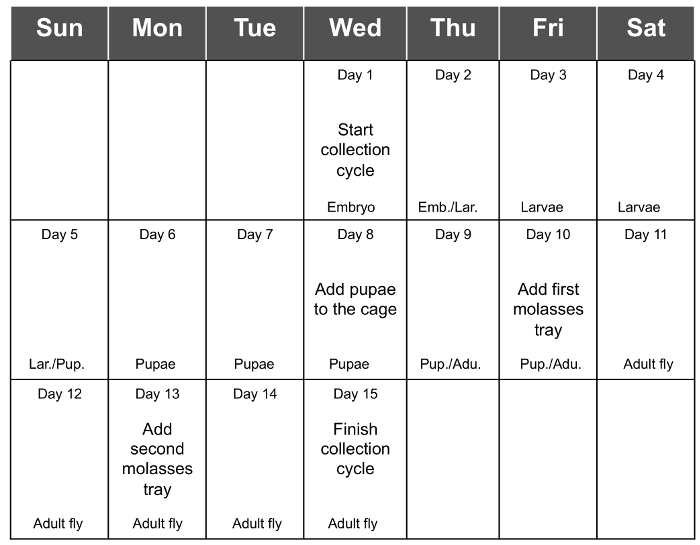 figure-results-2 Drosophila life cycle chart; stages from embryo to adult fly over 15 days; experiment timeline.