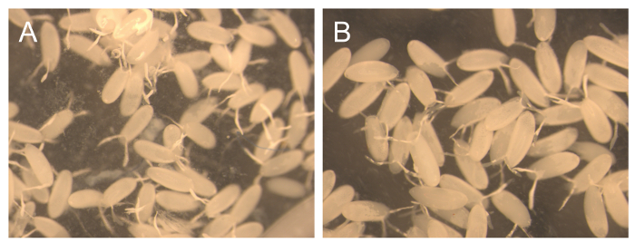 figure-results-3 Microscopic image of fungal spores; panel comparison, morphology study, spore arrangement.