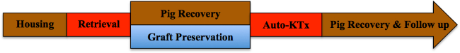 Pig graft preservation process diagram; stages from housing to follow-up, including auto-KTx.