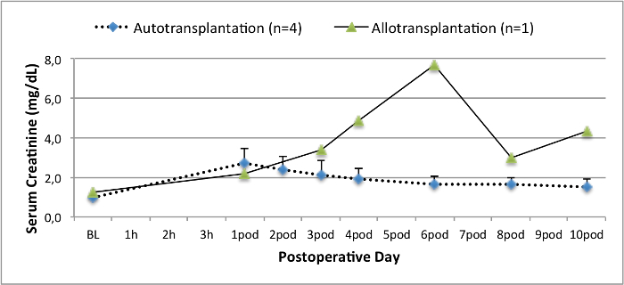 Serum creatinine chart, postoperative trends for autotransplantation and allotransplantation.