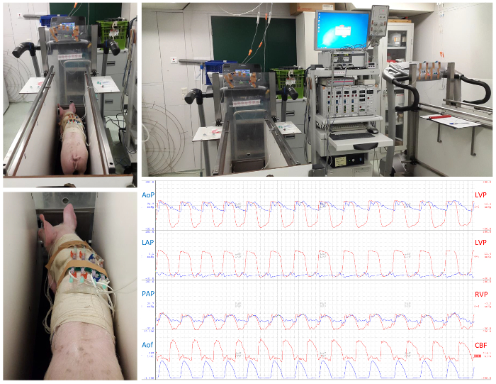 figure-protocol-2 Cardiac function measurement using porcine model in medical lab setup; heart rate data charts included.
