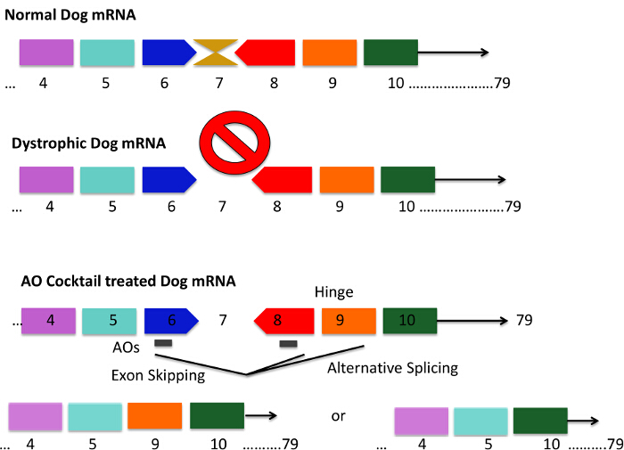 figure-results-1 mRNA exon skipping process diagram; normal, dystrophic, treated dog mRNA; alternative splicing.