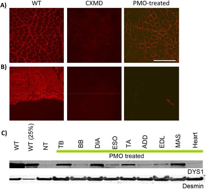 figure-results-10 Muscle tissue analysis; fluorescence microscopy images and Western blot; PMO treatment results.