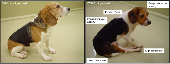 figure-results-2 Muscular dystrophy symptoms comparison in dogs; diagram highlighting issues like muscle atrophy.