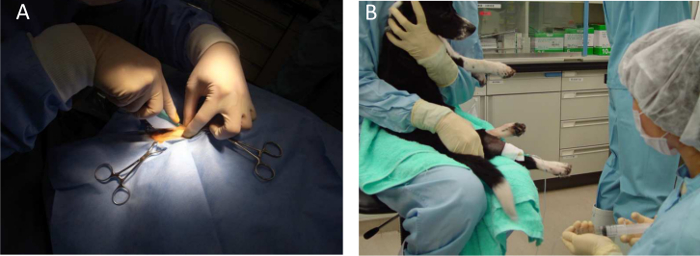 figure-results-3 Veterinary surgical procedure and post-operation care in a research lab, featuring canine patient.