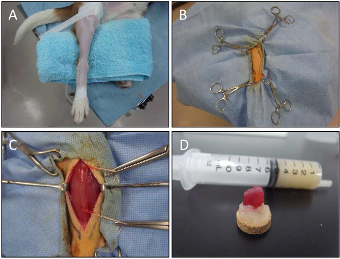 figure-results-5 Surgical procedure on animal leg, incision, tissue exposure, syringe with extracted sample.