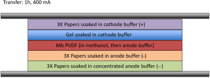 figure-results-6 Protein blotting setup diagram with buffer-soaked layers for electrophoresis transfer process.