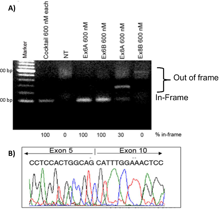figure-results-7 DNA gel electrophoresis and sequence chromatogram; exons analysis of gene editing results.