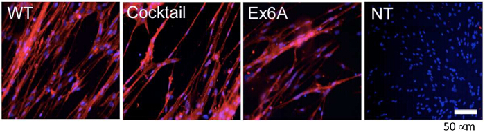 figure-results-8 Fluorescence microscopy image comparing cell staining in WT, Cocktail, Ex6A, NT, scale 50 µm.
