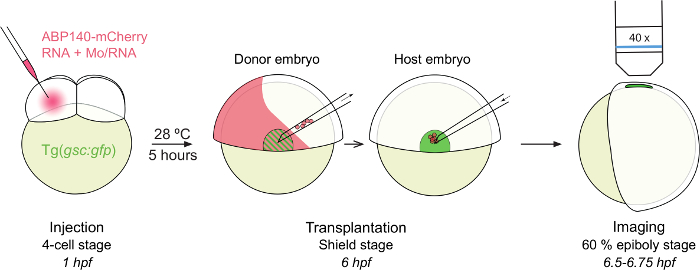 Video: Analyzing In Vivo Cell Migration using Cell Transplantations and ...