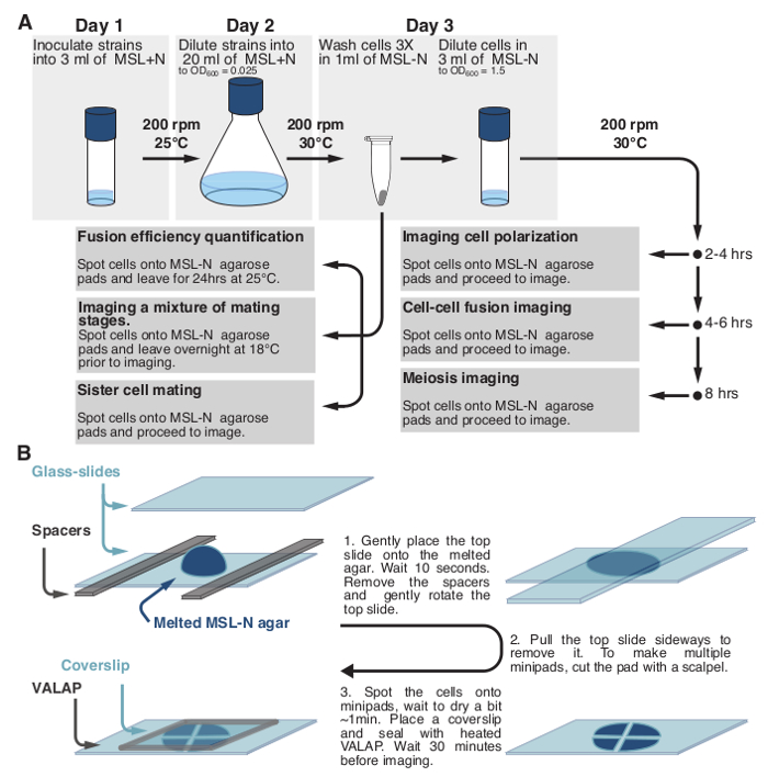 Microscopy of Fission Yeast Sexual Lifecycle (makale) | JoVE