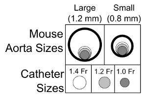 figure-results-2 Mouse aorta and catheter size diagram; comparative anatomy for research applications.