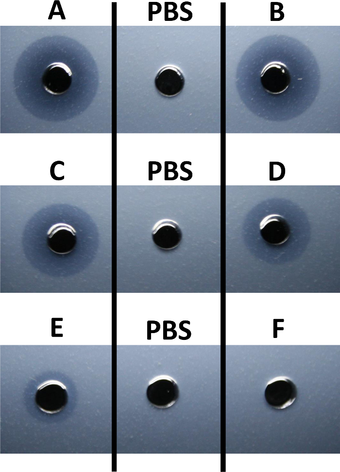 Antimicrobial susceptibility test diagram showing bacterial growth inhibition zones; PBS as control.