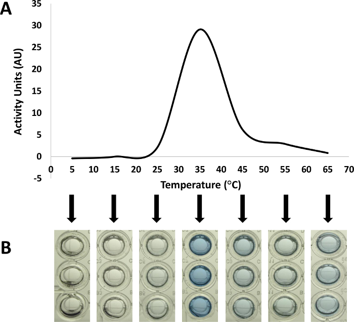 Temperature-dependent enzyme activity graph with microplate wells showing color change results.