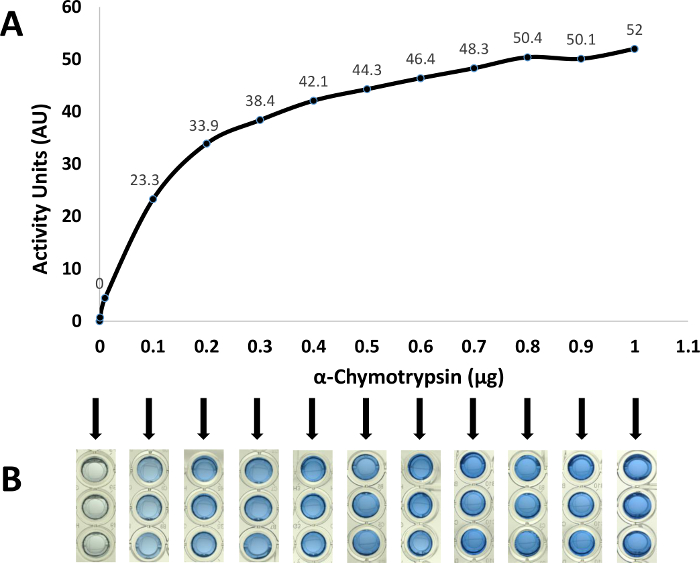 α-Chymotrypsin activity vs. concentration graph; enzyme assay results with colorimetric analysis.