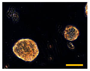 figure-results-11 Microorganism microscopy image; highlights cellular structure, fluorescence visualization.