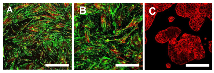 figure-results-15 Cells under fluorescence microscopy; immunostaining method, microscope images A-C, cellular structure.