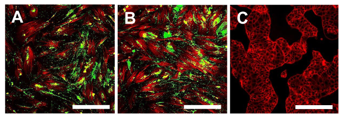figure-results-16 Fluorescence microscopy; cell cultures labeled with markers; red and green fluorescent tags.