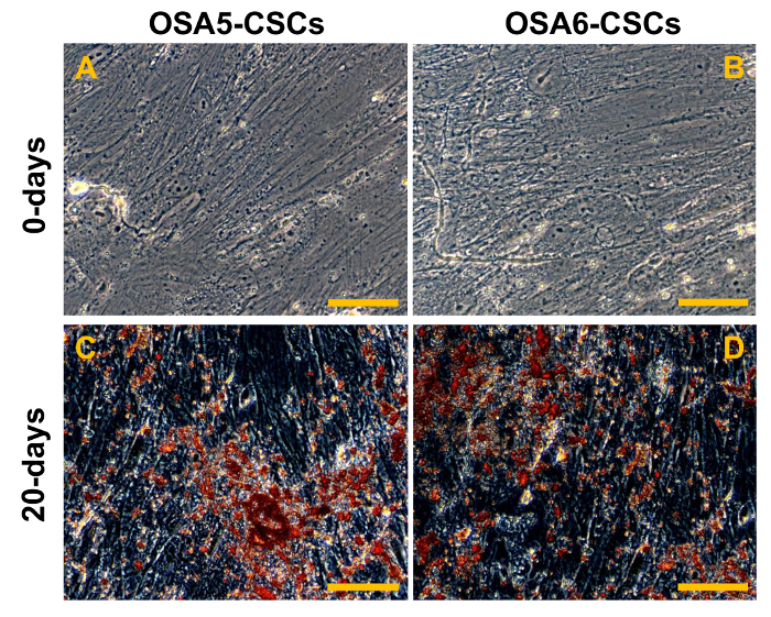 figure-results-19 Microscope images of cancer stem cells at 0 and 20 days, showing cellular changes over time.