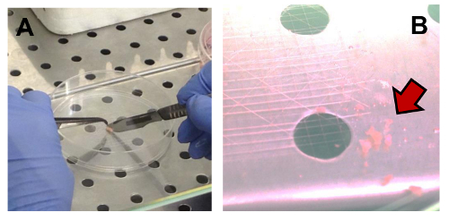 figure-results-2 Cell culture handling with tweezers (A) and microscope image showing sample detail (B), lab experiment.