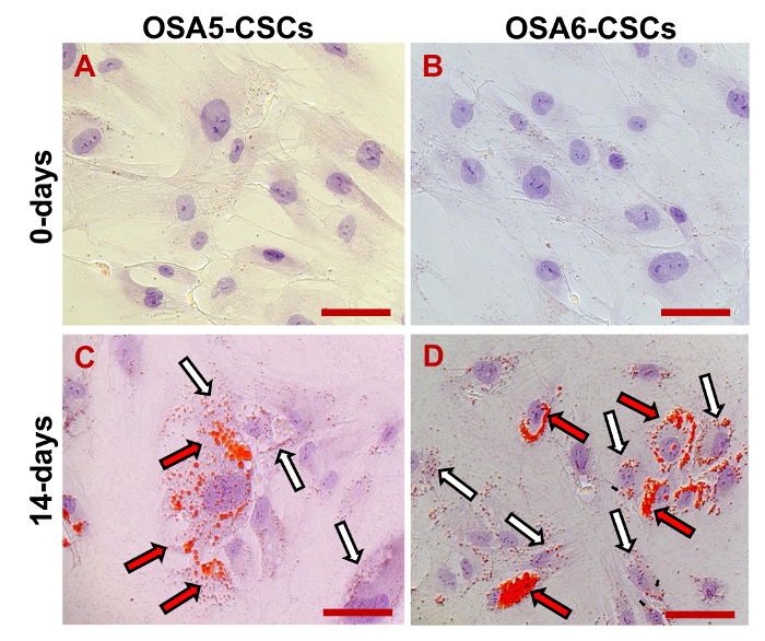 figure-results-20 OSA5-CSCs and OSA6-CSCs differentiation, 0- and 14-days, cell morphology analysis, microscope image.