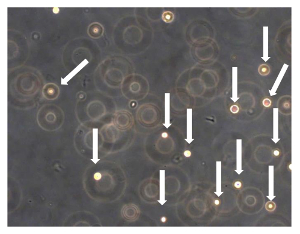 figure-results-7 Microscopy image of yeast cells with budding, highlighting cell division and population growth.