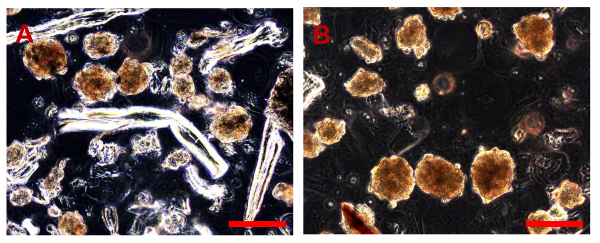 figure-results-9 Microscope image of cellular clusters and structures, possibly showing aggregation or growth patterns.