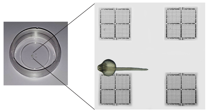 figure-results-1 Petri dish and grid analysis for zebrafish behavior observation and spatial pattern study.