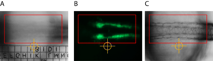 figure-results-2 Chromatography results with fluorescent marking, diagram showing sample separation and analysis.