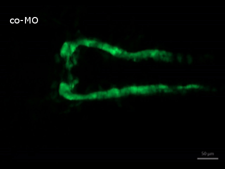 figure-results-5 Fluorescence microscopy image of co-MO structure in cellular study; green emission, 50 μm scale.