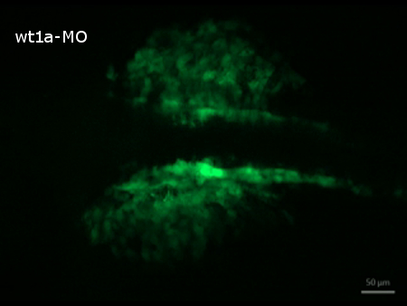 figure-results-6 Fluorescent microscopy, gene expression analysis, green protein localization, cell imaging.