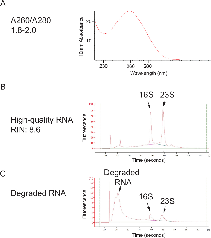 Valutazione della qualità dell'RNA attraverso spettrofotometria ed elettroferogrammi; Analisi dell'integrità e della degradazione dell'RNA.