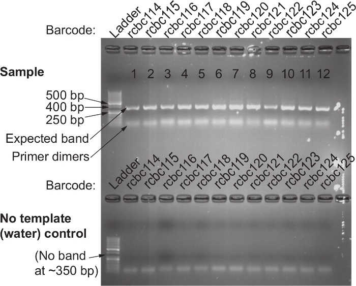 Risultati dell'elettroforesi su gel, bande di frammenti di DNA marcate, che mostrano i controlli a scala e campione.