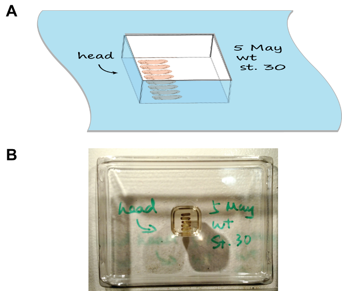 figure-results-1 Chromatography setup diagram and experimental microplate for protein separation analysis.