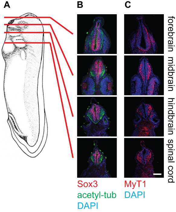 figure-results-4 Embryonic brain section with Sox3, acetyl-tubulin, and MyT1 protein markers; histological diagram.