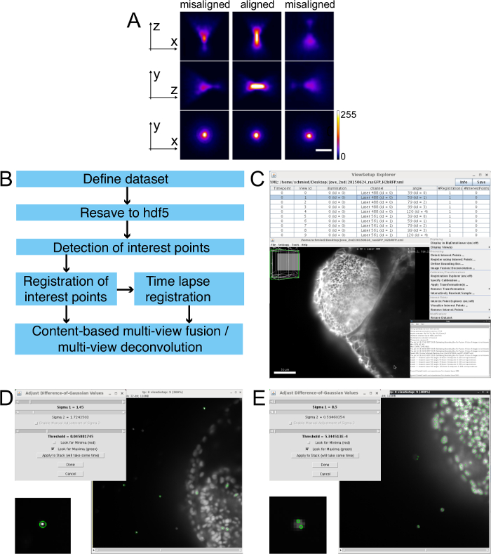 Multi-view deconvolution workflow: diagrams, microscopy images, data registration, analysis steps.