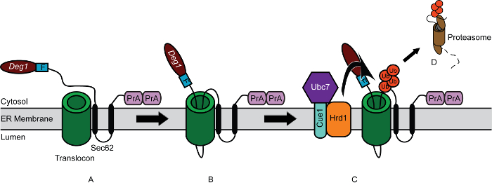ER-associated degradation process diagram; protein transport, ubiquitination, proteasome pathway.