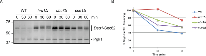 Western blot and line graph depicting Deg1-Sec62 degradation over time in different yeast mutants.