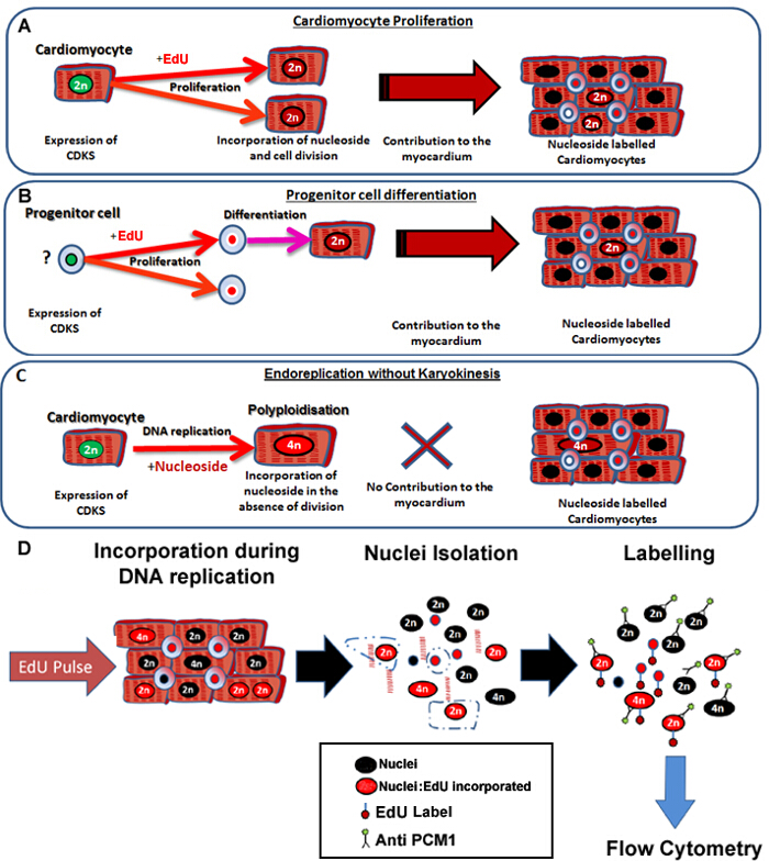 figure-introduction-1 Cardiomyocyte proliferation, differentiation, and endoreplication diagram; flow cytometry process.
