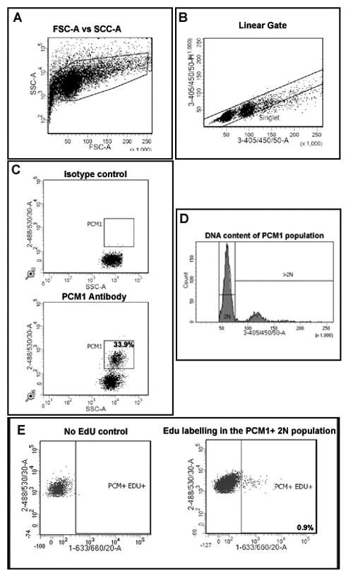 figure-protocol-1 Flow cytometry diagram: cell sorting, gating, DNA content analysis, and EdU labeling in PCM1 population.