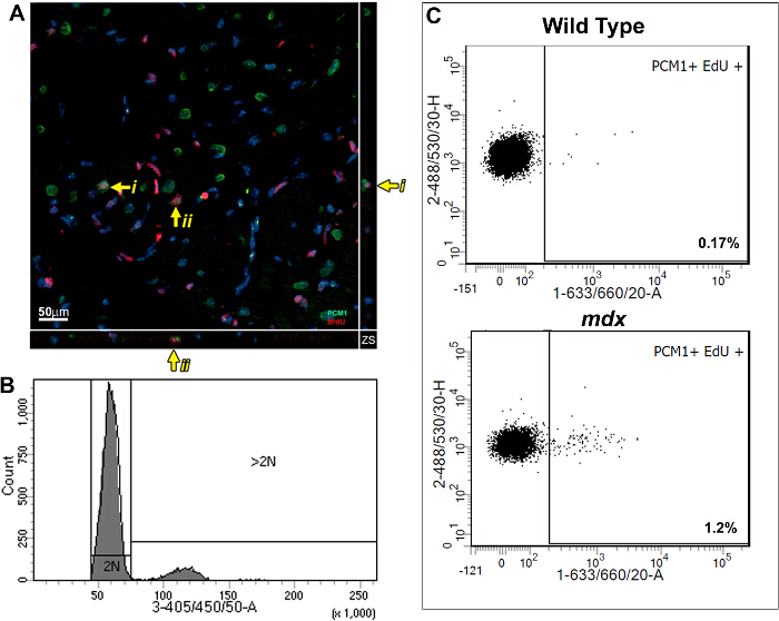 figure-results-1 Microscopy and flow cytometry analysis of cell proliferation; fluorescent markers, DNA content histogram.