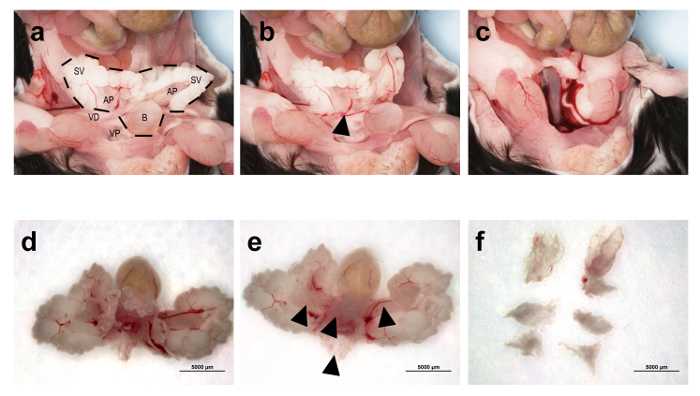figure-results-1 Proceso de disección de anatomía: diagramas de extracción de cerebro de rata y análisis seccional.