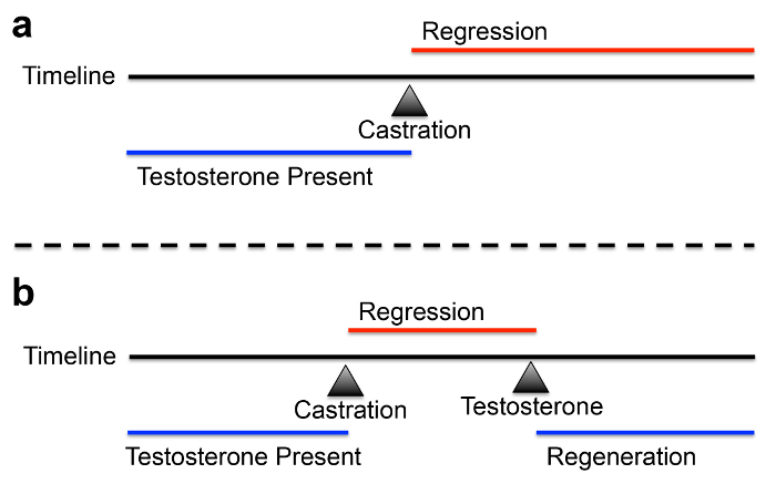 figure-results-2 Diagrama de línea de tiempo que muestra los efectos de la testosterona: la castración conduce a la regresión; La testosterona permite la regeneración.